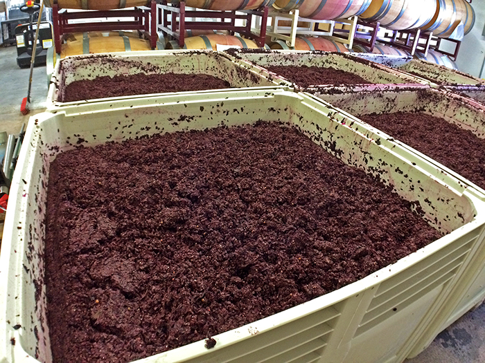 Crushed Merlot grapes fermenting